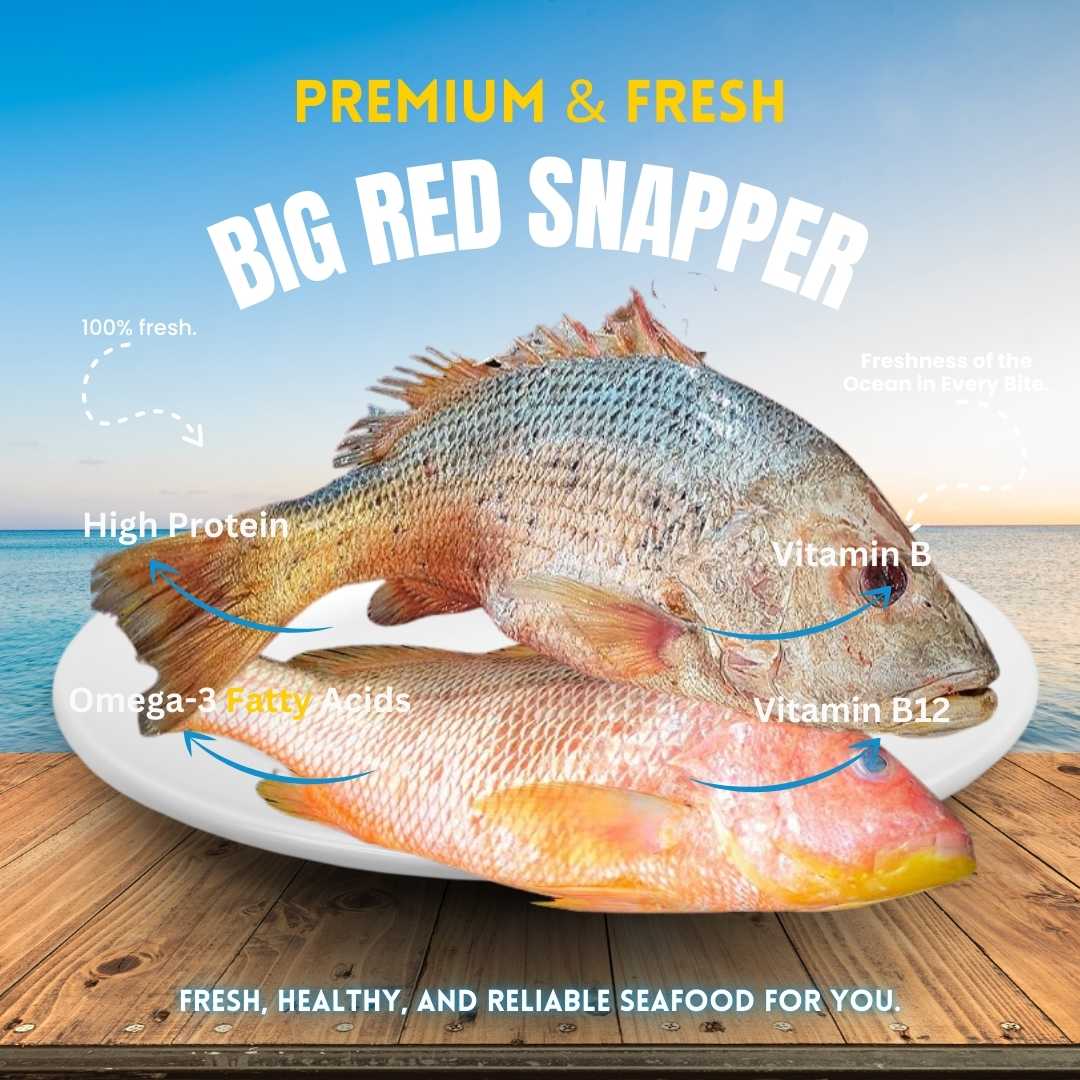 রেড স্নেপার/ Red snapper  (big size)