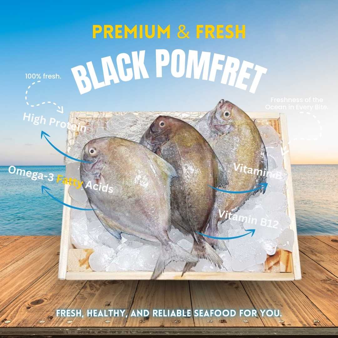 Black Pomfret - Mid size