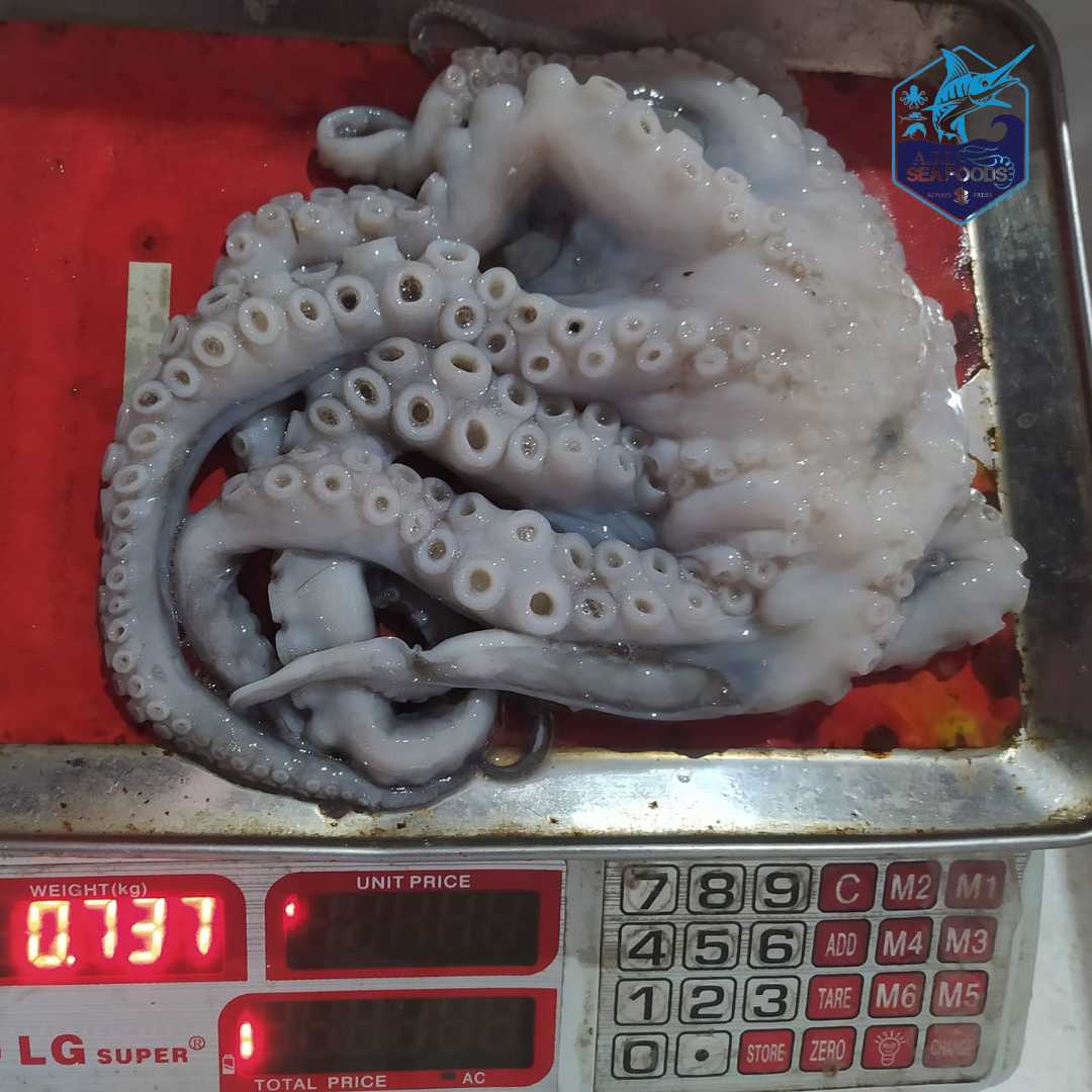 অক্টোপাস / octopus (ready to cook)