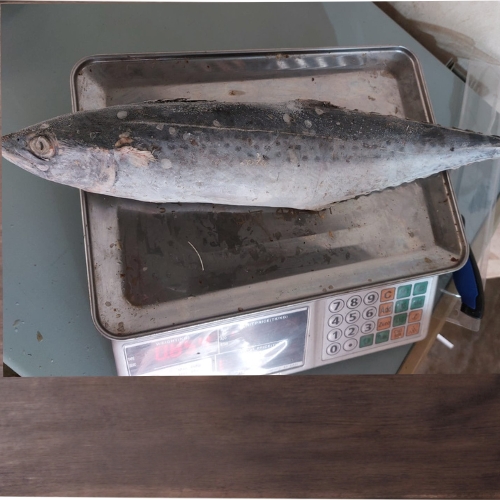 Surma big (mackerel king)