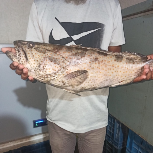 Hamour Fish (Big size)