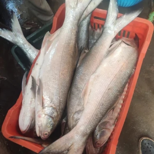 INDIAN SALMON BIG SIZE