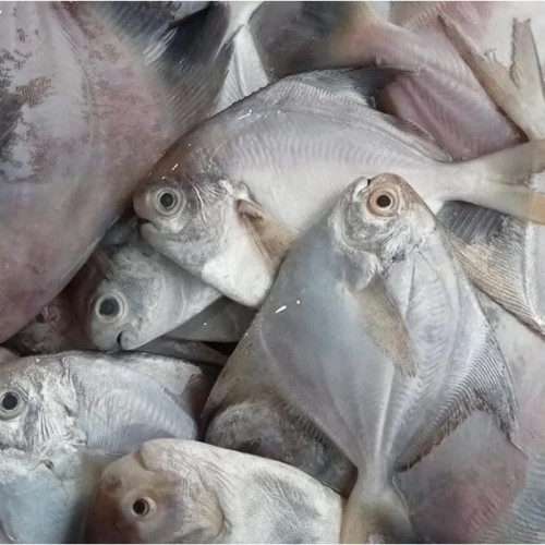 Silver pomfret (small desi)