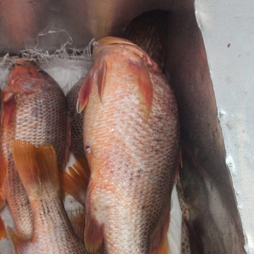 রেড স্নেপার/ Red snapper (mid size)