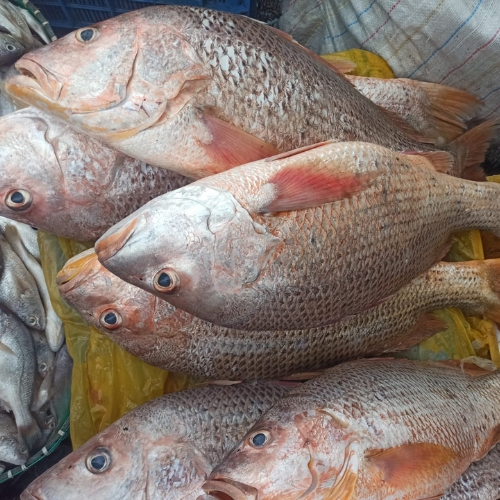 Red Snapper Small Size