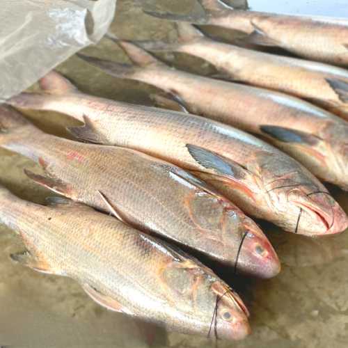 Lakkha - লাক্ষা