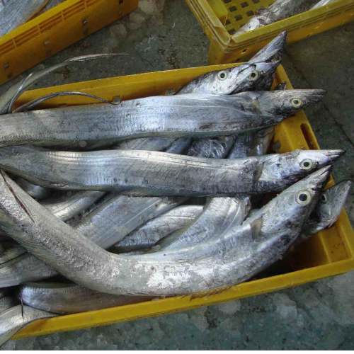 Ribbon fish/ mid size