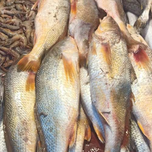 Red jew (লাল পোয়া) medium size