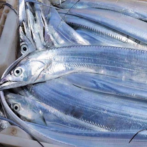 Ribbon fish/ big size