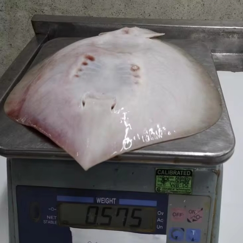 Stingray - আস্ত শাপলাপাতা big size