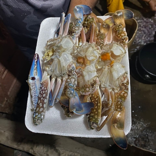 Blue Sun Crab (ready to cook)